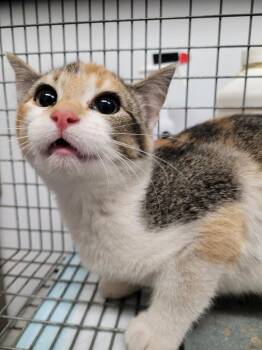 Domestic Short Hair Cats Available for Adoption - Cruella | PetCurious