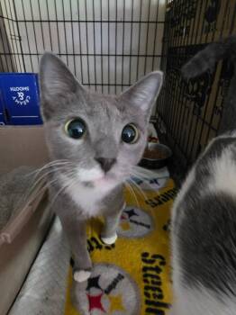 Destiny -  Domestic Short Hair Cat for Adoption in Delmont, Pennsylvania - Destiny | PetCurious