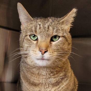 Domestic Short Hair Cats Available for Adoption in Nashville, Indiana - Garchomp | PetCurious