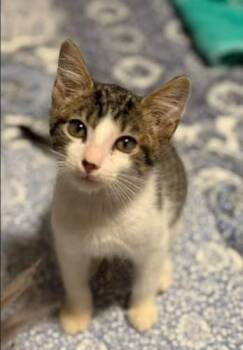 Rescue Domestic Short Hair Cats for Adoption in Sugar Land, Texas - Toad (bonded With Cappy) | PetCurious