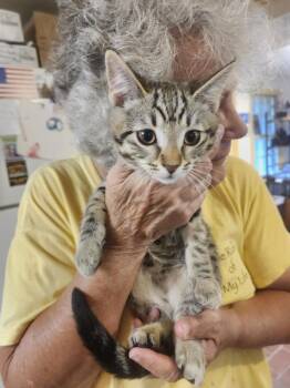 Murphy -  Domestic Short Hair Cat for Adoption in East Greenville, Pennsylvania - Murphy | PetCurious