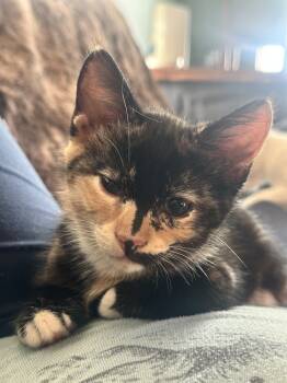 Rescue Domestic Short Hair Cats for Adoption in Lebanon, Oregon - Tootsie Roll | PetCurious