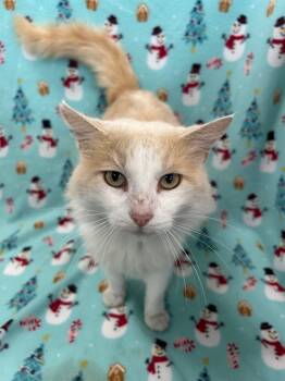 Rescue Domestic Medium Hair Cats for Adoption in Denham Springs, Louisiana - Edward | PetCurious