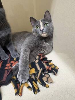 Valarie -  Domestic Short Hair Cat for Adoption in Pequot Lakes, Minnesota - Valarie | PetCurious