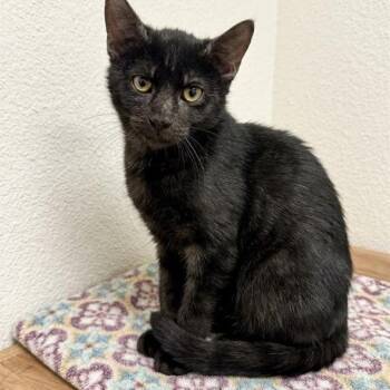 October -  Domestic Short Hair Cat for Adoption in Hawthorne, California - October | PetCurious