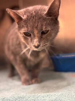 Domestic Short Hair Cats Available for Adoption - Willow | PetCurious