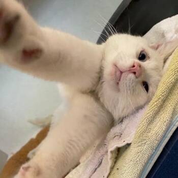 Domestic Short Hair Cats Available for Adoption in Dayton, Ohio - Jude | PetCurious