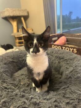 Rescue Manx and Domestic Short Hair Cats for Adoption in Albany, Wisconsin - Ashton | PetCurious