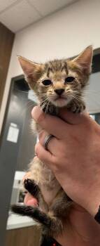 Sosa -  Domestic Short Hair Cat for Adoption in Clarksville, Tennessee - Sosa | PetCurious
