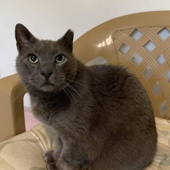 Rescue Domestic Short Hair Cats for Adoption in Lincoln, Illinois - Chip | PetCurious