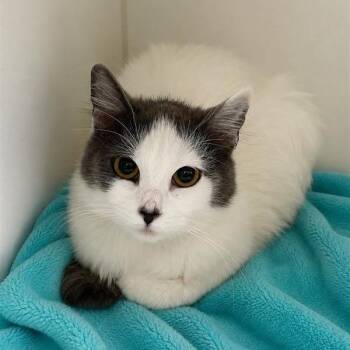 Curly -  Domestic Long Hair Cat for Adoption in Long Beach, California - Curly | PetCurious