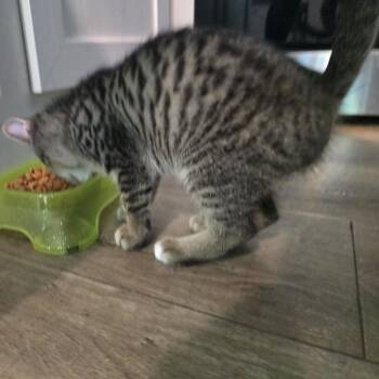 Nesta -  Domestic Short Hair Cat for Adoption in Newcastle, Oklahoma - Nesta | PetCurious