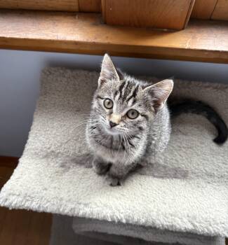 Rescue Domestic Short Hair Cats for Adoption in New Berlin, Wisconsin - Zelda | PetCurious