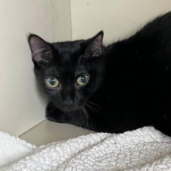 Domestic Short Hair Cats Available for Adoption in Dekalb, Illinois - Flitter | PetCurious