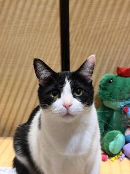 Brady -  Domestic Short Hair Cat Available for Adoption in Manhattan Beach, California - Brady | PetCurious