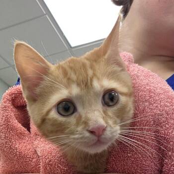 Chico -  Domestic Short Hair Cat for Adoption in Chattanooga, Tennessee - Chico | PetCurious