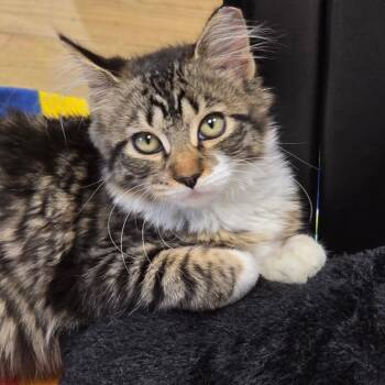 Chia Pet -  Domestic Short Hair Cat for Adoption in East Hanover, New Jersey - Chia Pet | PetCurious