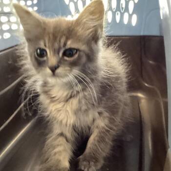 Genie -  Domestic Medium Hair Cat Available for Adoption in Montgomery, Alabama - Genie | PetCurious