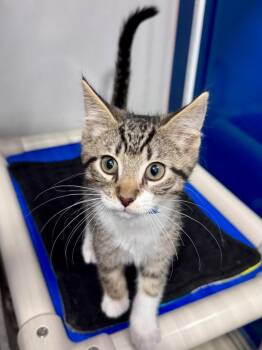 Domestic Short Hair and Tabby Cats Available for Adoption - Cannolo | PetCurious