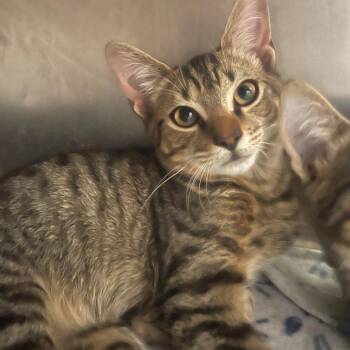 Filmore -  Domestic Short Hair Cat for Adoption in Valley, Alabama - Filmore | PetCurious