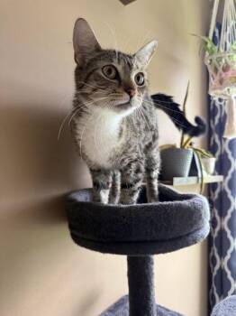 CoCo -  Domestic Short Hair Cat for Adoption in Berwick, Pennsylvania - CoCo | PetCurious