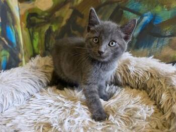 Domestic Short Hair Cats Available for Adoption in Santa Clara, California - YOGI | PetCurious