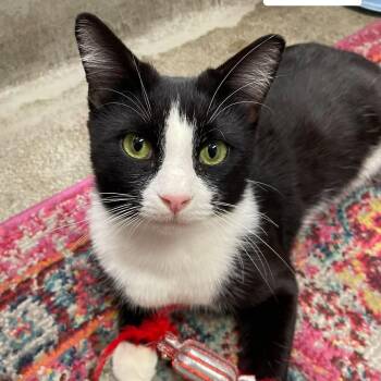 Domestic Short Hair Cats Available for Adoption - Malakai | PetCurious