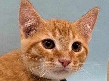 Cyclone -  Domestic Short Hair Cat for Adoption in Woodbury, Minnesota - Cyclone | PetCurious