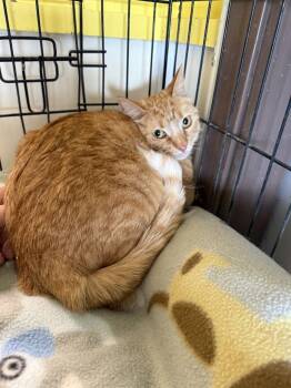 Rose -  Domestic Short Hair Cat for Adoption in Ogden, Utah - Rose | PetCurious