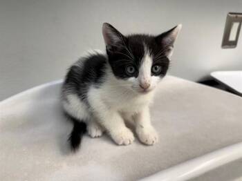 LINCOLN LOUD -  Domestic Short Hair Cat for Adoption in Antioch, California - LINCOLN LOUD | PetCurious