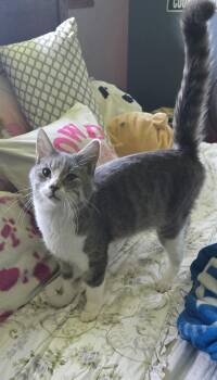 George -  American Shorthair Cat for Adoption in Almont, Michigan - George | PetCurious