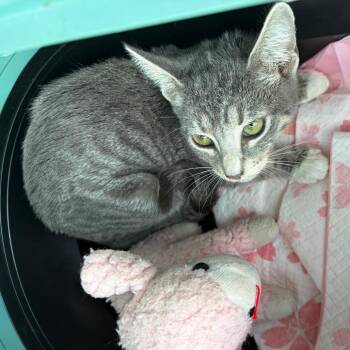 Briar Rose -  Domestic Short Hair Cat for Adoption in New York, New York - Briar Rose | PetCurious