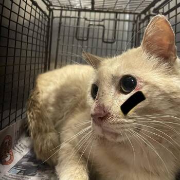 YELLOW -  Domestic Short Hair Cat for Adoption in San Antonio, Texas - YELLOW | PetCurious