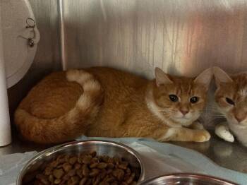 Nyla -  Domestic Short Hair Cat for Adoption in Cincinnati, Ohio - Nyla | PetCurious