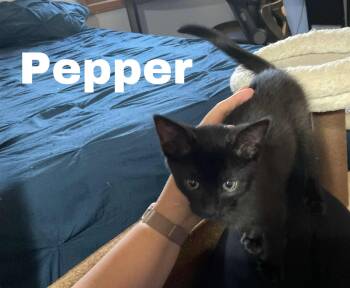 Rescue Domestic Short Hair Cats for Adoption in Crystal Lake, Illinois - Pepper | PetCurious