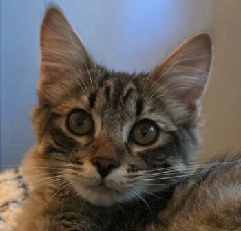 Rescue Tabby and Domestic Medium Hair Cats for Adoption in North Highlands, California - GeorgeE | PetCurious