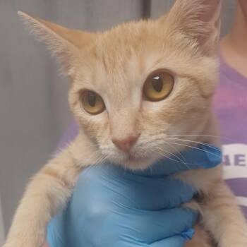 Daffodil -  Domestic Short Hair Cat for Adoption in Hattiesburg, Mississippi - Daffodil | PetCurious