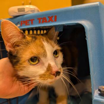 Petite Marie -  Domestic Short Hair Cat for Adoption in Baltimore, Maryland - Petite Marie | PetCurious