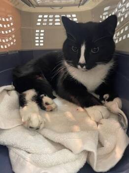 Tami -  Domestic Short Hair Cat for Adoption in Montreal, Quebec - Tami | PetCurious