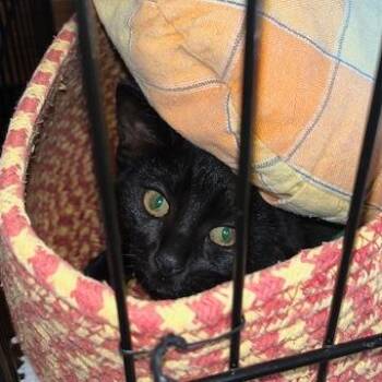 Aubrey -  Domestic Short Hair Cat Available for Adoption in Santa Rosa, California - Aubrey | PetCurious