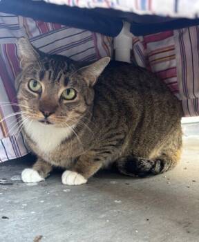 Rescue Domestic Short Hair Cats for Adoption in San Luis Obispo, California - Winston | PetCurious