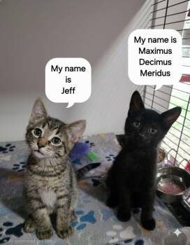 Domestic Short Hair Cats Available for Adoption in Saginaw, Michigan - Maximus Decimus Meridus & Jeff | PetCurious