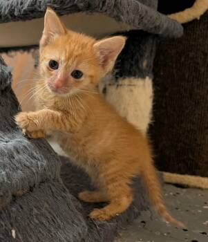 Domestic Short Hair Cats Available for Adoption in Johnson City, Tennessee - Yuna | PetCurious