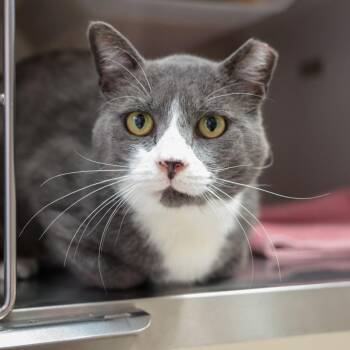 Foxy -  Domestic Short Hair Cat for Adoption in Goleta, California - Foxy | PetCurious