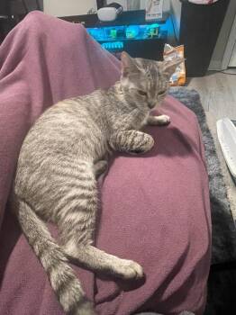 Miami -  Domestic Short Hair Cat for Adoption in Alafaya, Florida - Miami | PetCurious