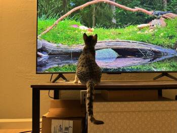 Juniper -  Domestic Short Hair Cat for Adoption in San Jose, California - Juniper | PetCurious