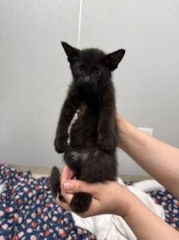 Mango -  Domestic Short Hair Cat for Adoption in Lafayette, Indiana - Mango | PetCurious