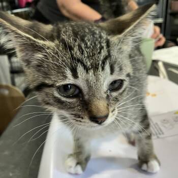 Pinkie - Chow Hound Northland -  Domestic Short Hair Cat for Adoption in Grand Rapids, Michigan - Pinkie - Chow Hound Northland | PetCurious