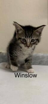 Winslow -  Domestic Short Hair Cat for Adoption in Plattsburgh, New York - Winslow | PetCurious