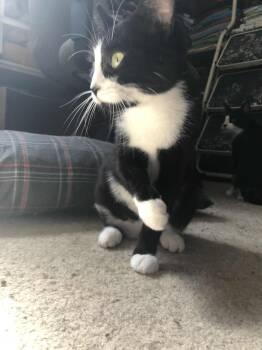 Rescue Domestic Short Hair Cats for Adoption in Spencerville, Ontario - Sloane | PetCurious